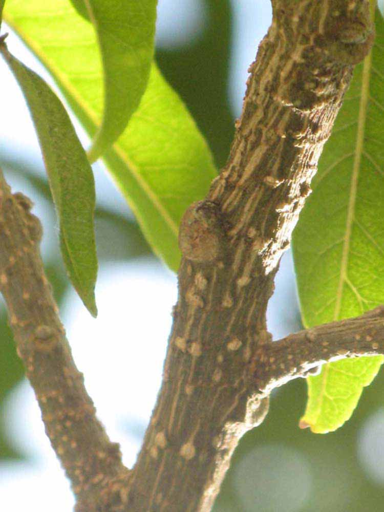              Second - third year twig (Winter Haven, FL)       